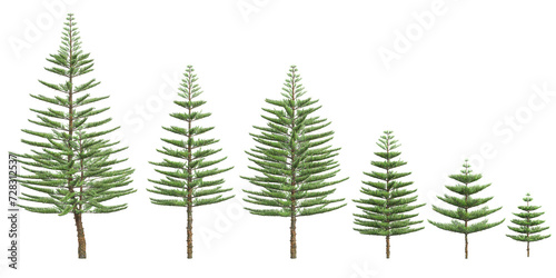 Norfolk Island pine plants isolated on white background photo