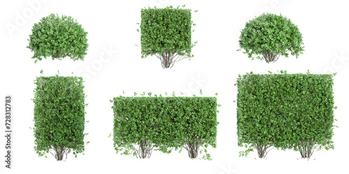 set of Garden privet trees on transparent background, 3D rendering