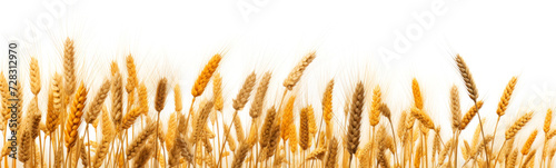 Golden wheat field panorama on a bright summer day