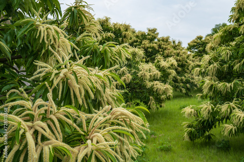 Fényképezés 立派な花が満開のクリ（Castanea crenata）の木