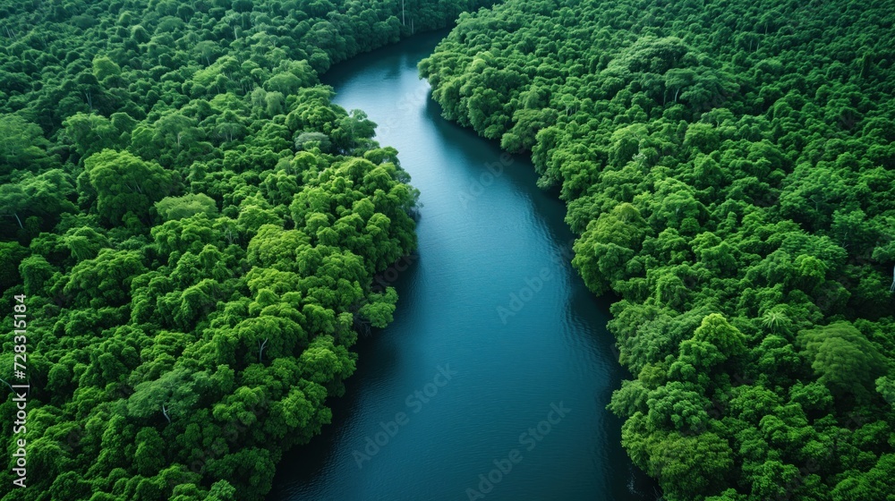 landscape river in the jungle top view landscape river in the jungle top view