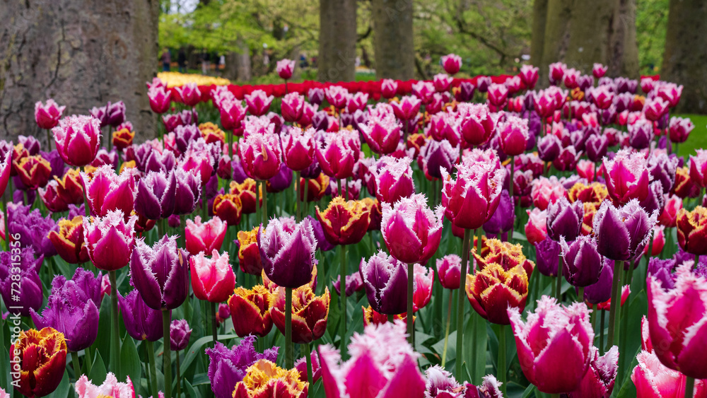 Flower show in the heart of spring tulip park Keukenhof in Amsterdam, Netherlands