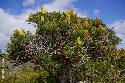 Flowering tree of the Candlestick Banksia (Banksia attenuata), Western Australia photo