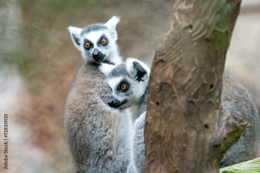 Obraz premium beautiful lemur