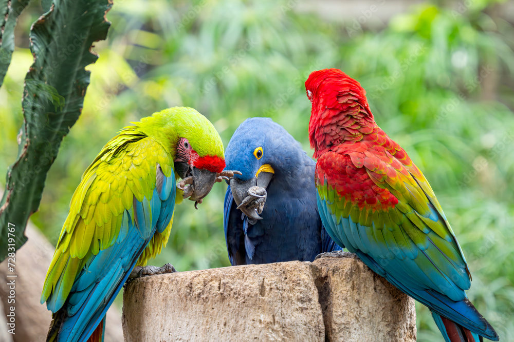 Fototapeta premium beautiful parrots