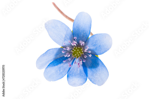 Hepatica Nobilis  isolated