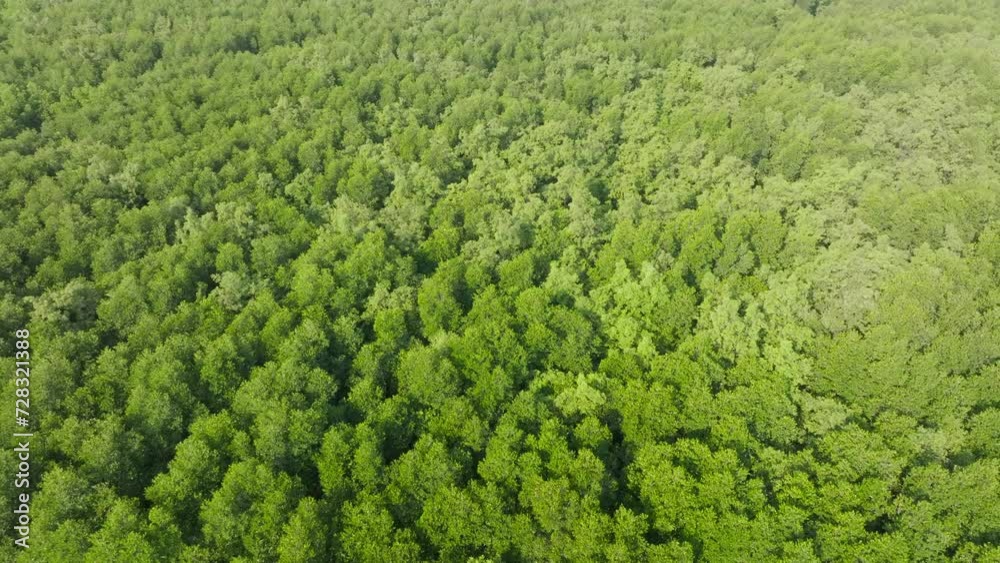 Aerial view of mangrove tree in Thailand. Aerial view of mangrove tree in Thailand.