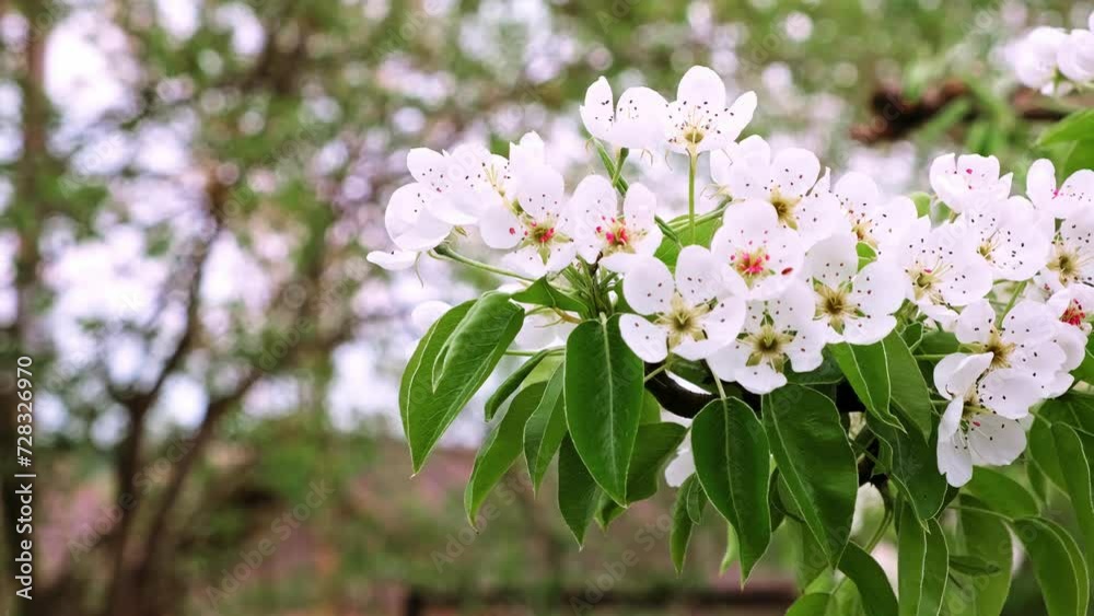 White flowers of blossoming pear tree. Close-up. Springtime. April and May. Garden plant. Beauty of nature. Garden details. 4K video footage. Healthy fruit branch. Cloudy weather. Blurred background White flowers of blossoming pear tree. Close-up. Springtime. April and May. Garden plant. Beauty of nature. Garden details. 4K video footage. Healthy fruit branch. Cloudy weather. Blurred background