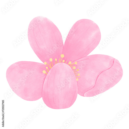Sakura Flowers 