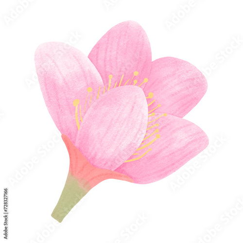 Sakura Flowers 