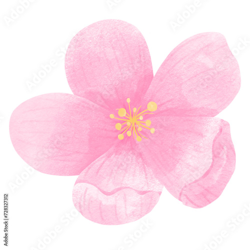 Sakura Flowers 