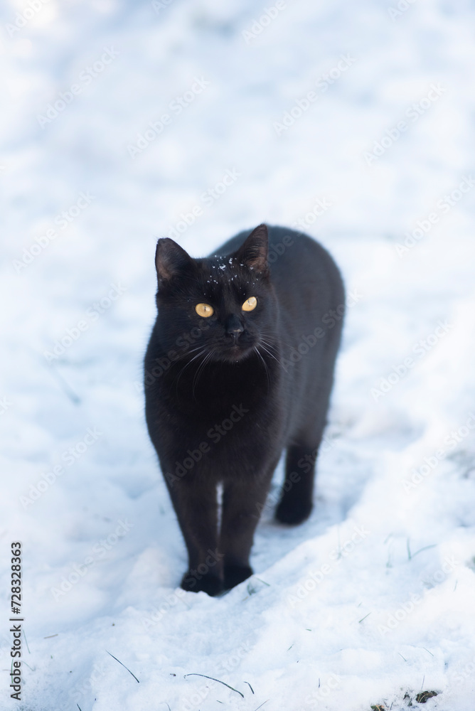 Black cat walking on the snow in winter.