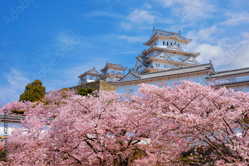 Scenic full bloom cherry blossom at Himeji castle in Hyogo, Japan photo