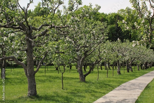 Close up of apple trees. Plantations in bloom in spring time. Apple flowers in spring. Apple tree branch in garden. Springtime concept. Spring flowering of fruit trees. Delicate white flowers