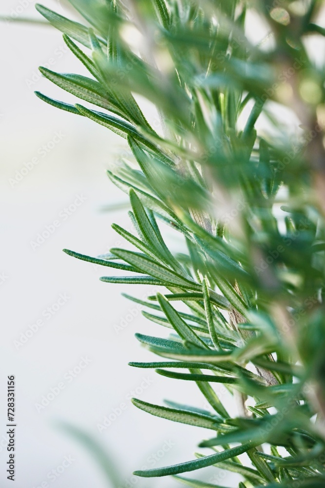 Fototapeta premium Rosemary branch on white background with space for text.