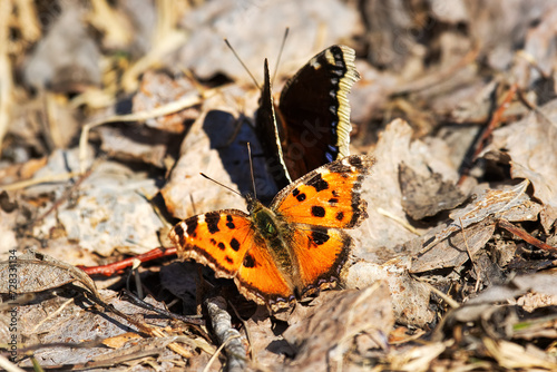 Unusual natural phenomenon. Lesser tortoiseshell (Vanessa urticae) butterfly is chasing Mourning butterfly (Nymphalis antiopa) and trying to mate with it. Such errors of instinct are rare in nature photo