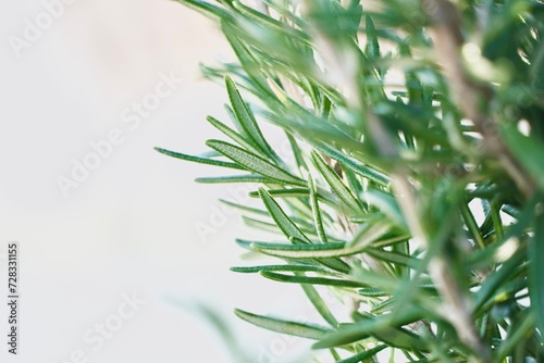 Rosemary plant green leaves on white background with copy space.