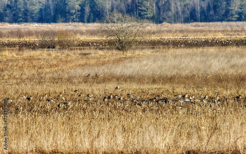 Wild geese overwinter on European agricultural lands and near livestock farms. Bean goose (Anser fabalis), white-fronted goose (Anser albifrons) flocks for feeding and makes regular foraging flights