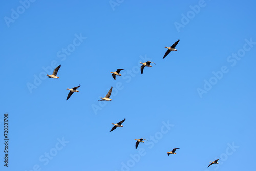 Mixed flock of Bean goose (Anser fabalis) and White-fronted goose (Anser albifrons) over winter fields and forests during wintering in Europe © max5128