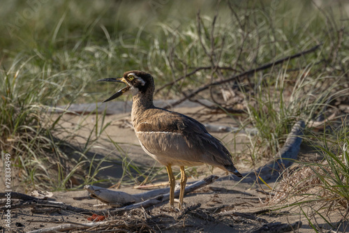 Beach stone-curlew (Esacus magnirostris), Shoalhaven Heads, NSW, January 2024