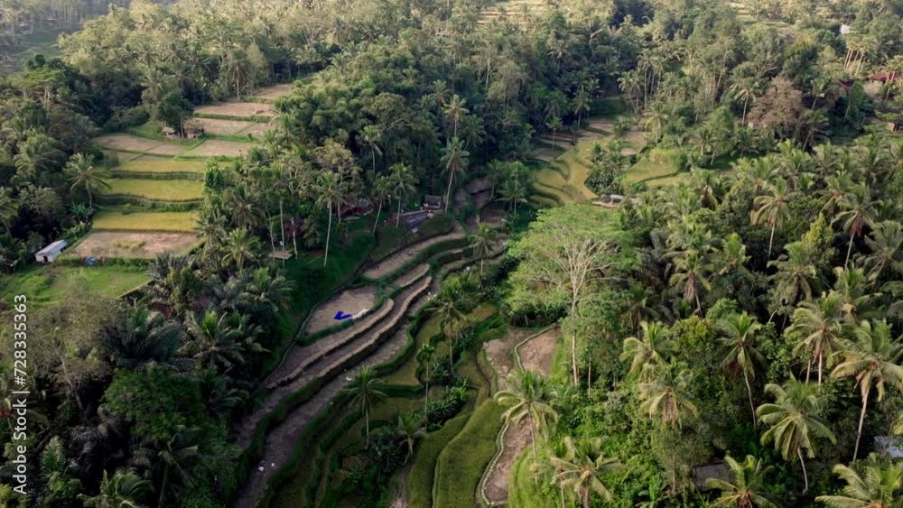 Drone's Arcing View Of Lush Rice Fields In The Jungle Drone's Arcing View Of Lush Rice Fields In The Jungle