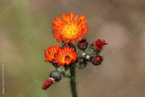 Close-up image of a Fox and Cubs, (Pilosella aurantiaca) somewhere in Northern Ontario.