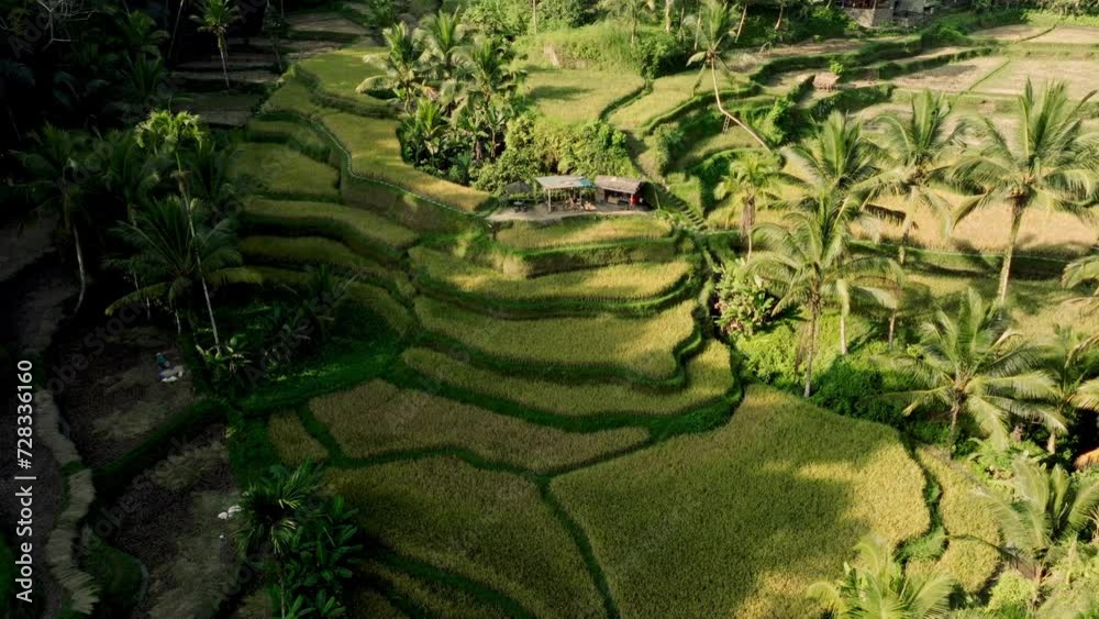 Drone Flight Over Rice Fields And Farm Sheds Drone Flight Over Rice Fields And Farm Sheds