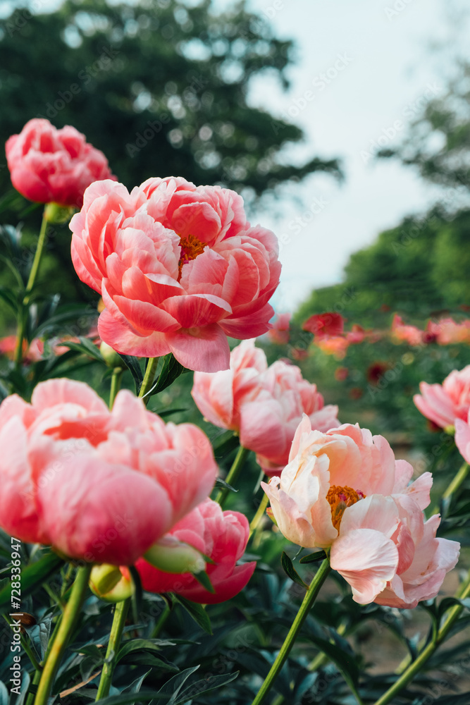 Fototapeta premium Beautiful Coral Charm peony flowers blooming in the garden, close up. Natural summer flowery background.