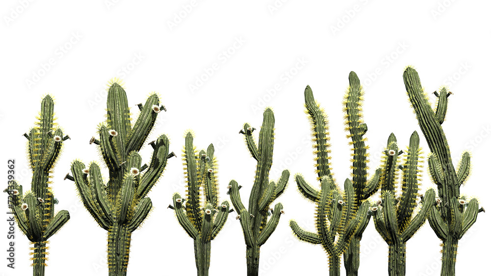Row of Saguaro cacti on transparent background - 3D Illustration Row of Saguaro cacti on transparent background - 3D Illustration