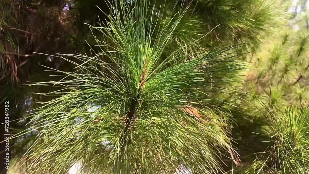 Green spruce tree in summer morning. Sunlight shines on the evergreen cypress trees. 4K footage of fir trees. Green leaves background. Green spruce tree in summer morning. Sunlight shines on the evergreen cypress trees. 4K footage of fir trees. Green leaves background.