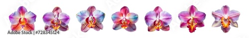 Collection of multicolored orchid flowers on a transparent background  PNG  top view