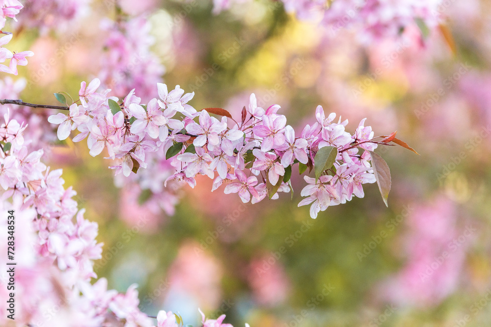 Spring blooming tree branch with pink flowers Spring blooming tree branch with pink flowers