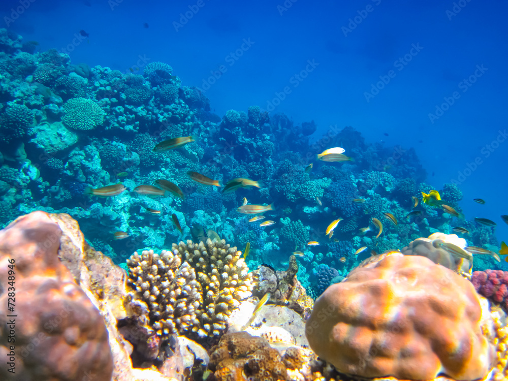 Fototapeta premium A fabulously beautiful coral reef and its inhabitants in the Red Sea