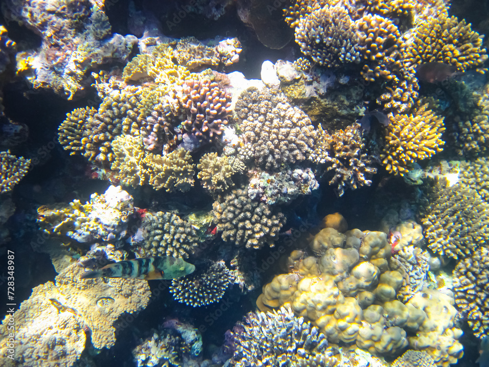 A fabulously beautiful coral reef and its inhabitants in the Red Sea A fabulously beautiful coral reef and its inhabitants in the Red Sea