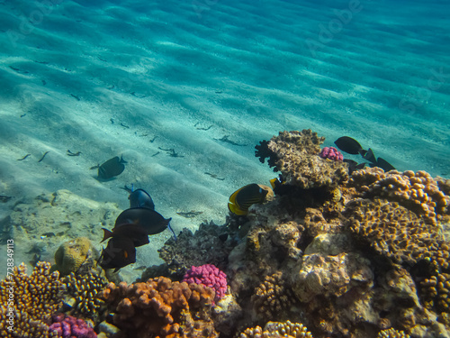 A fabulously beautiful coral reef and its inhabitants in the Red Sea