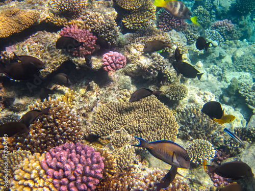 A fabulously beautiful coral reef and its inhabitants in the Red Sea