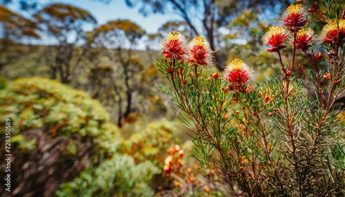 australian bush in flower in john forrest national park in the perth hills