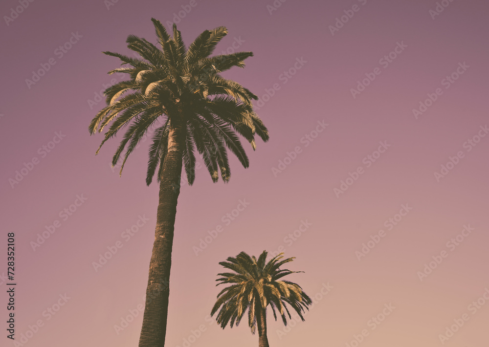 Fototapeta premium Palm Trees pink background clean sky 
