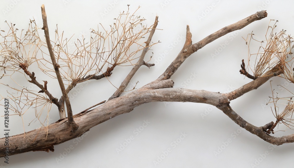 Obraz premium dry tree branch on white