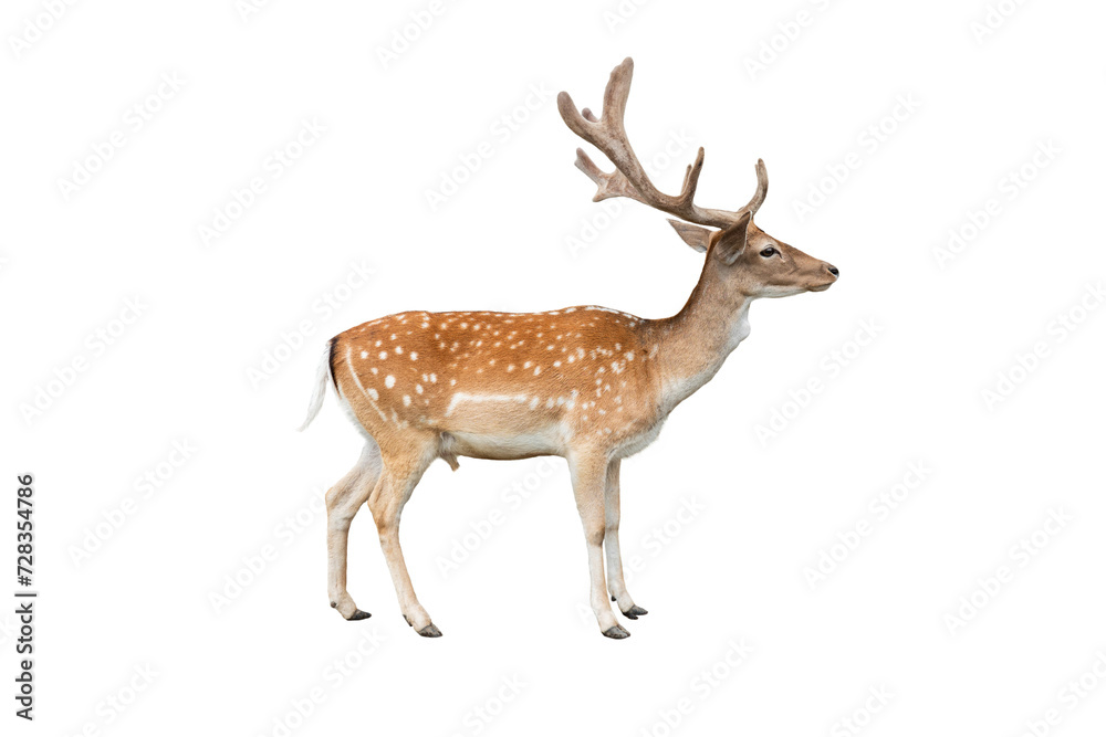 male european fallow deer isolated on white background male european fallow deer isolated on white background