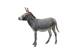 somali donkey isolated on white background