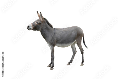 somali donkey isolated on white background © fotomaster