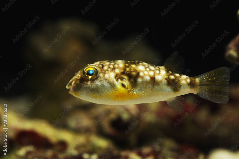 milk spotted pufferfish or Gangetic blow fish (Chelonodontops patoca) milk spotted pufferfish or Gangetic blow fish (Chelonodontops patoca)