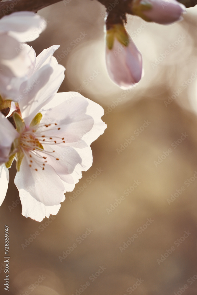 Close up almond tree blossoming with space for text.
Close up almond tree blossoming with space for text.