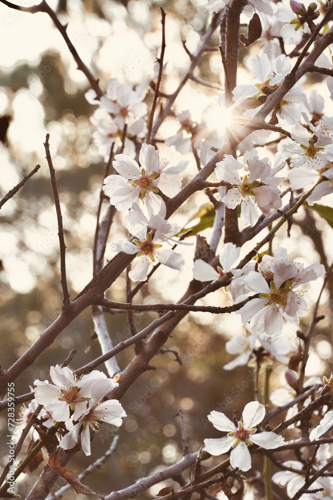 Almond tree branches with lovely sunlight between the flowers.
Almond tree branches with lovely sunlight between the flowers.