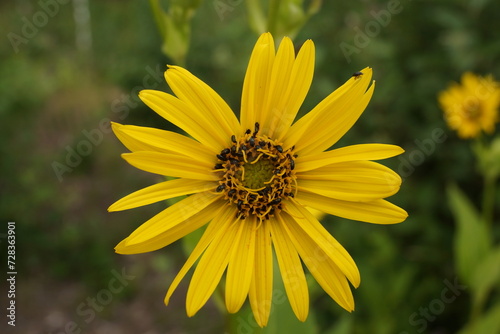 A blossom of Silphium perfoliatum is heavily infested with rape pollen beetles. photo