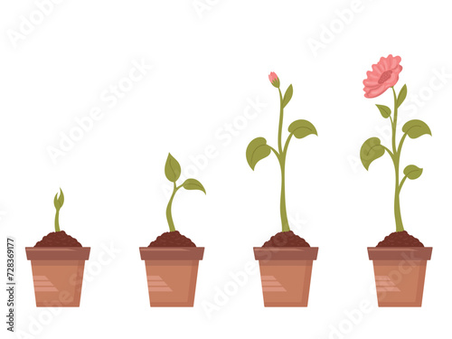 Process of flower growth. Vector image of foue stages of growth of a beautiful flower in a brown pot. Plant growing stages. Harvest, product, offspring. Vector illustration on the white backgroud.