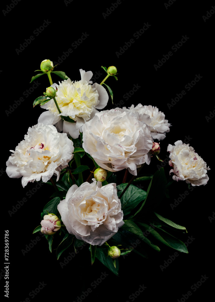 Seitenansicht eines Blumenstrausses mit weissen Pfingstrosen vor einem schwarzen Hintergrund Seitenansicht eines Blumenstrausses mit weissen Pfingstrosen vor einem schwarzen Hintergrund