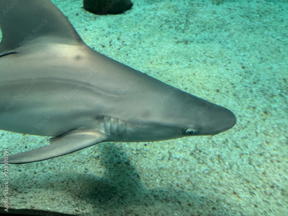 Naklejka premium Squalo