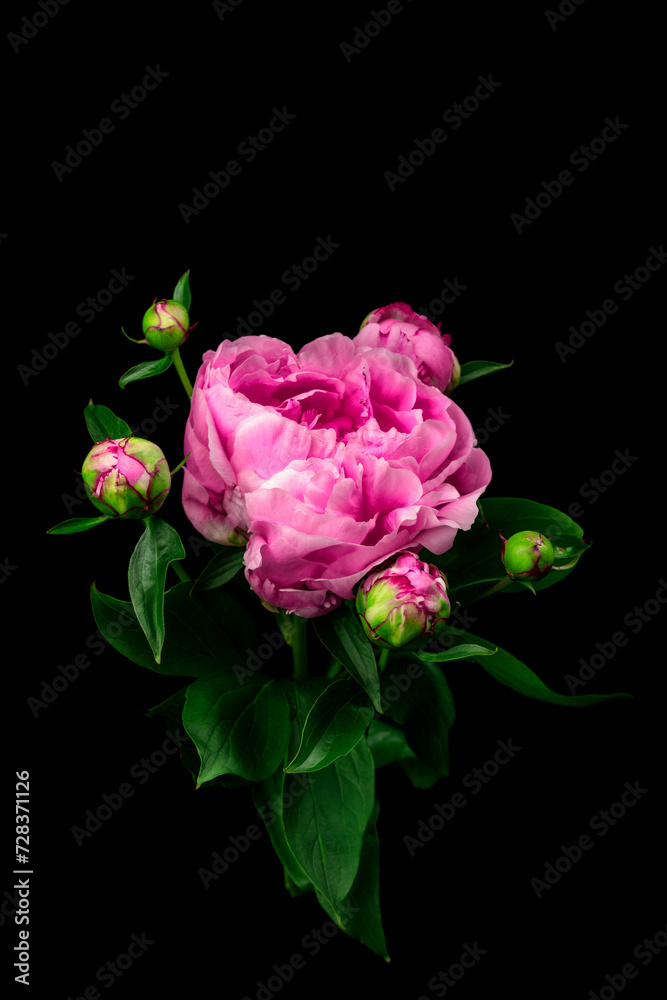 Seitenansicht auf eine rosa Pfingstrose mit geschlossenen vor einem schwarzen Hintergrund Seitenansicht auf eine rosa Pfingstrose mit geschlossenen vor einem schwarzen Hintergrund